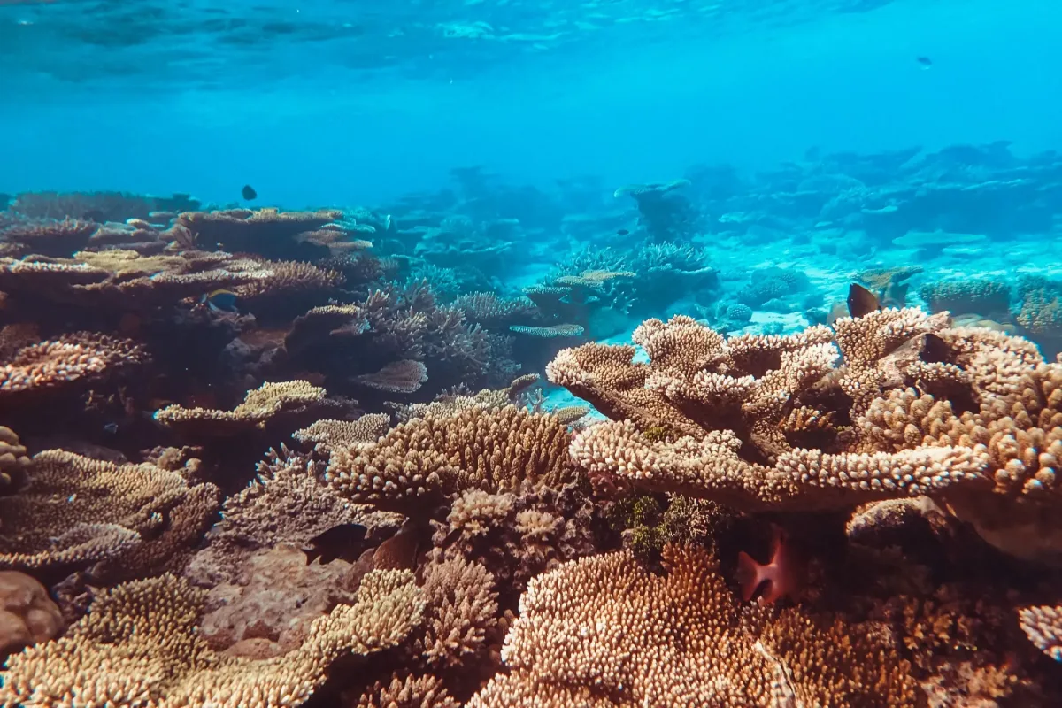 A shallow coral reef under clear blue water